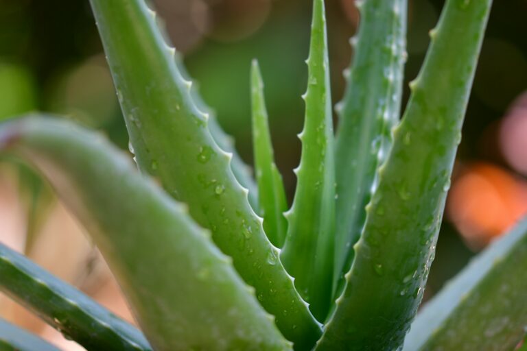 Aloes - naturalny eliksir zdrowia - poznaj jego sekretne mocne strony
